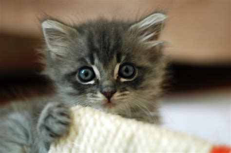 File:Cute grey kitten.jpg - Wikimedia Commons
