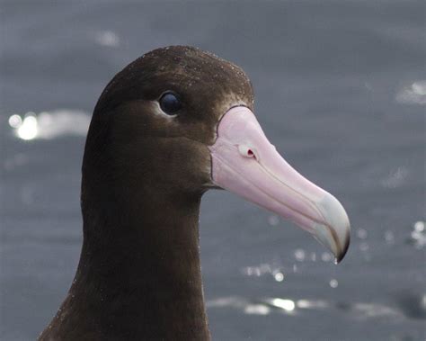 Good news for marine wildlife on the West Coast | Audubon California