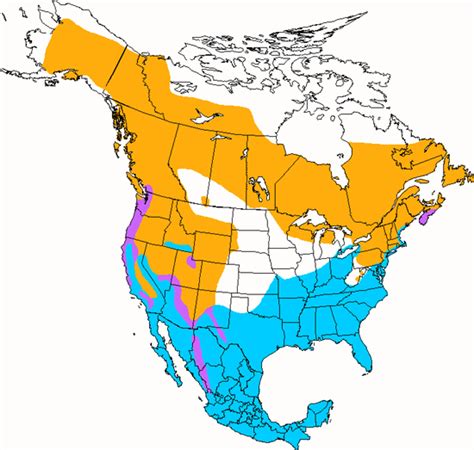 Yellow-rumped Warbler | Ask A Biologist