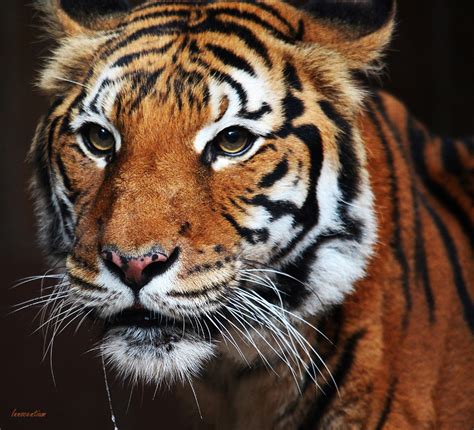 Indochinese Tiger by Innocentium on DeviantArt