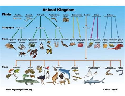 Understanding the classification of animal kingdom – Toppr Bytes