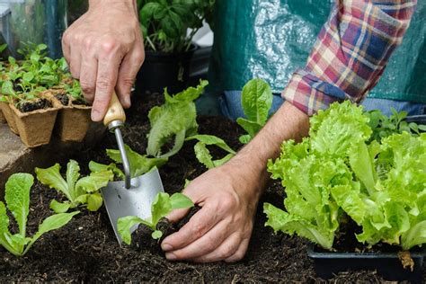 Zone 5 Vegetable Planting: When Do You Plant Vegetables In Zone 5 Gardens