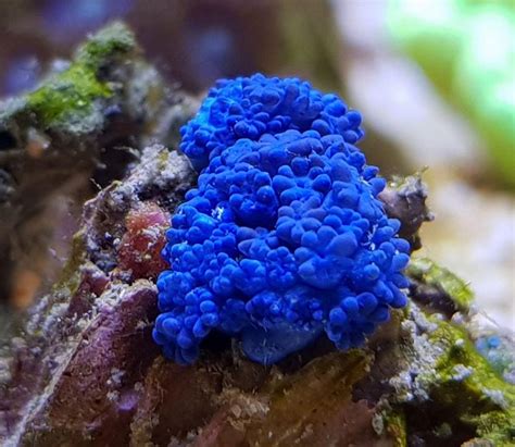 Smurf Polyps, An Enigmatic Blue Soft Coral