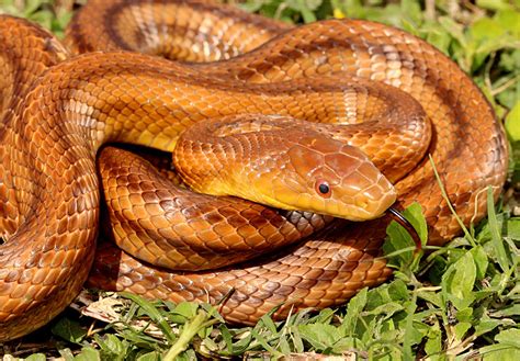 Eastern Pinesnake – Florida Snake ID Guide