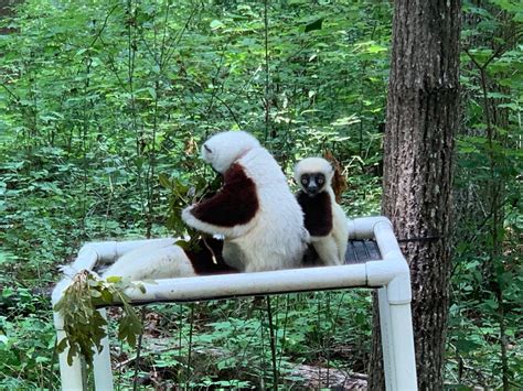 Visiting the Duke Lemur Center in Durham, North Carolina: A First ...