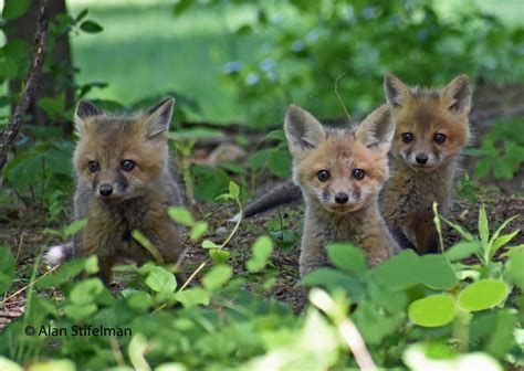 Three Baby Fox Kits Checking Me Out - Etsy