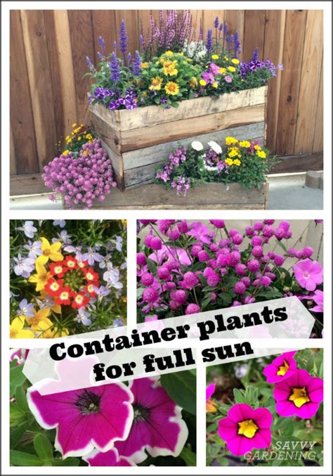 Container Plants for Full Sun: Choices for Colour, Foliage and Texture