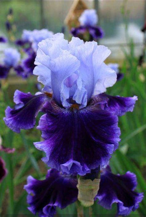 N/A Iris Flowers, Exotic Flowers, Purple Flowers, Spring Flowers, Planting Flowers, Beautiful ...