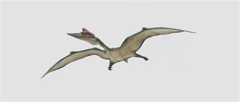 3D model Quetzalcoatlus - Cretaceous Pterosaur Flying Reptile VR / AR / low-poly | CGTrader