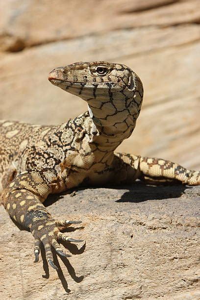 Perentie Lizard Stock Photos, Pictures & Royalty-Free Images - iStock