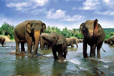 These Are the 10 Experiences You Should Have if You Want to See Majestic Animals in Sri Lanka ...