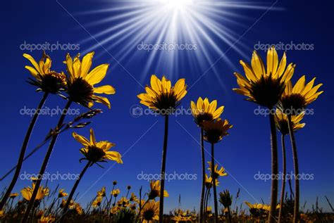 Sunshine Flower : Sunshine Flowers High Resolution Stock Photography ...