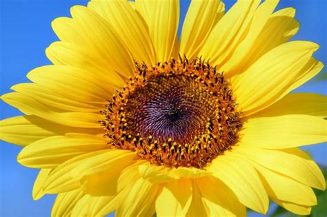 Cuál es el significado de las flores amarillas