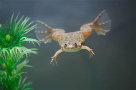 Keeping African Dwarf Frogs in the aquarium - Algone