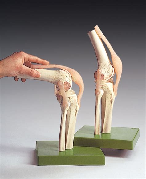 6 Anatomical Models For Setting Up Your Physical Therapy Anatomy Laboratory