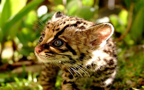 Download Cute Animal Ocelot HD Wallpaper