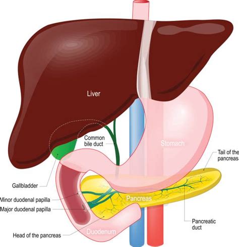 Pancreatic Duct Anatomy