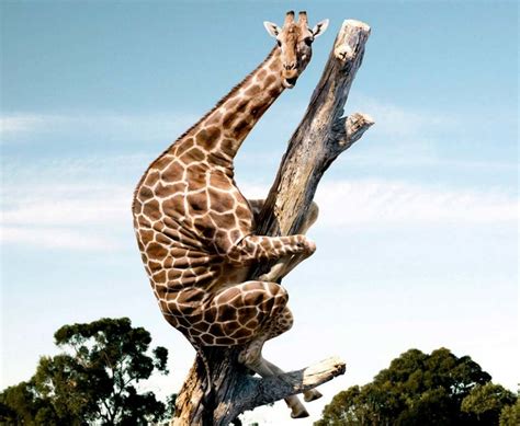 Create meme "giraffe in a tree , funny animals pictures, funny animals ...