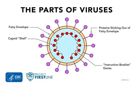 Project Firstline: What’s a Virus? - Salud America