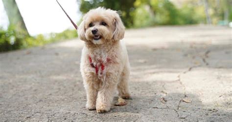 Maltipoo Breeders | Maltipoo Puppies For Sale