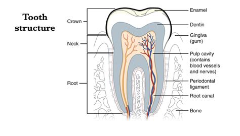 Teeth – Morphology of the Vertebrate Skeleton