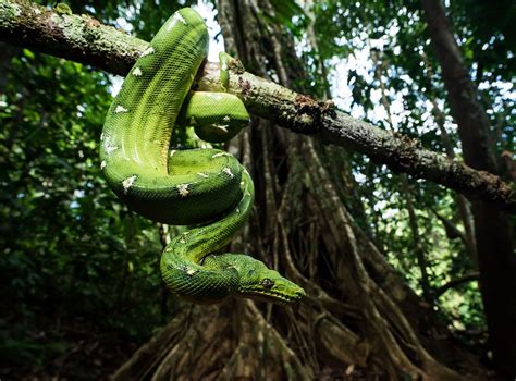 South America - Amazon Rainforest, Guianan Shield, Biodiversity ...