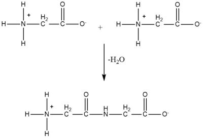 Draw the dipeptide that results when a peptide bond is formed between ...