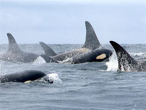 Without ice, killer whales are preying on bowheads in Alaska's northern ...