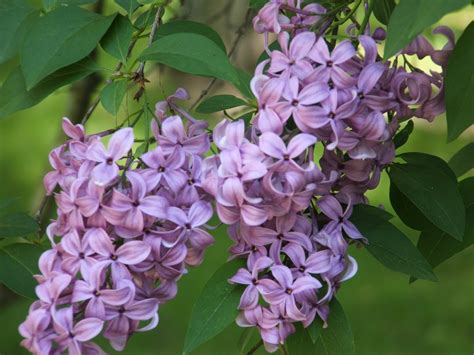 God's Growing Garden: Maintaining Lilac Bushes