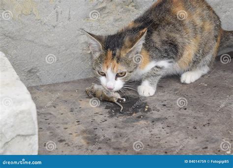 The Cat Caught the Mouse. the Cat Eats the Caught Mouse Stock Image - Image of cleverly, catcher ...