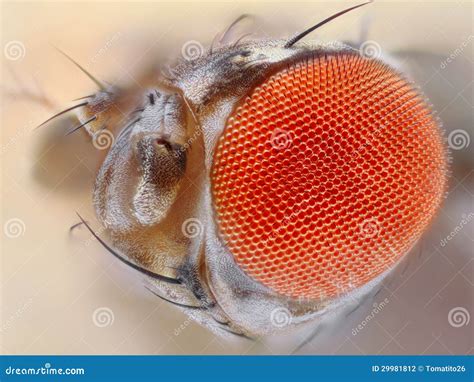 Fruit Fly Eye Close Up Stock Photography - Image: 29981812