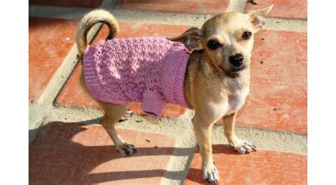 Mini chihuahua clothes - Chihuahua Clothes