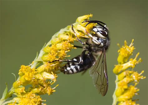 Bald-Faced Hornet Behavior 101