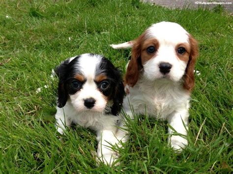 Cavalier King Charles Spaniel Puppies For Sale | Richmond, VA #119921