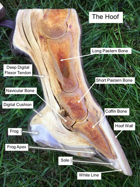 Labeled Hoof Diagram - Wikipedia.com - Cavallo Hoof Boots - Horse Boots, Hoof Boots, Saddle Pads ...