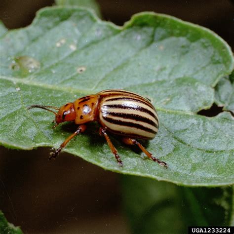 Colorado Potato Beetle