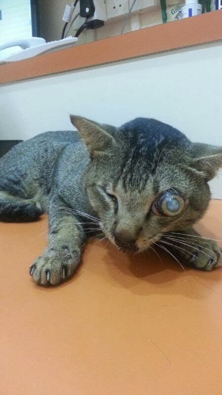 HOPE Dog Rescue: Cat's Eyeball Pops Out Of Socket After Hit And Run