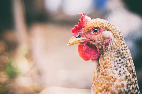 Underbite | Odd-one-out garden chicken, with a bit of an und… | Flickr