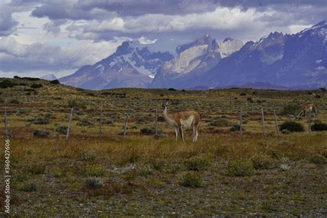 Wild guanacos along the roads in Torres del Paine, Chile Stock Photo ...