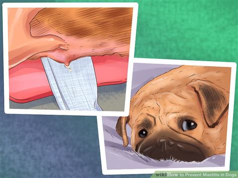 3 Ways to Prevent Mastitis in Dogs - wikiHow