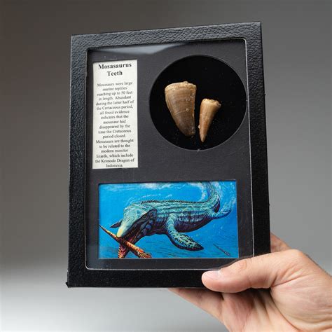 Mosasaurus Teeth + Display Frame - Astro Gallery - Touch of Modern