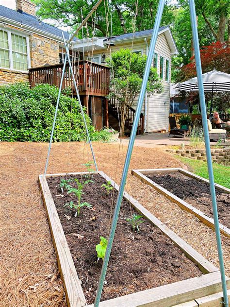 DIY Tomato Trellis with Conduit · Chatfield Court