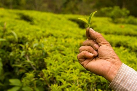 Premium Photo | Farmer in nepal showing tea tips and leaves in his tea ...