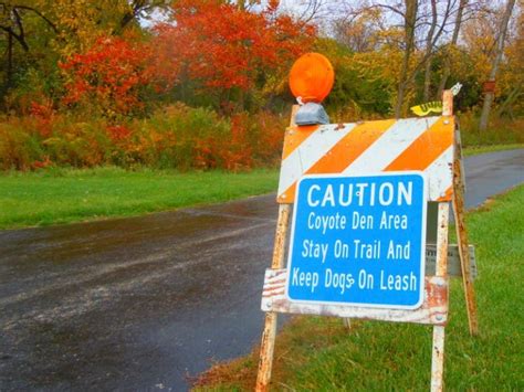 Park District Warns of Coyotes Near Buffalo Grove Park | Buffalo Grove, IL Patch