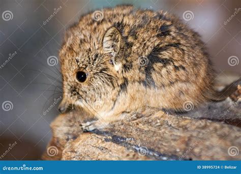 Elephant shrew baby stock photo. Image of organism, baby - 38995724