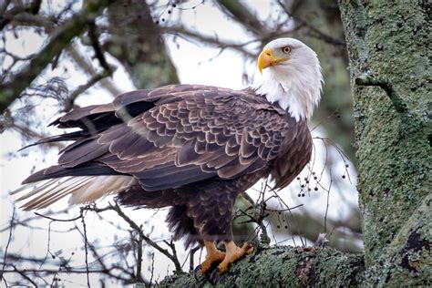 Perched Eagle | Great Bird Pics