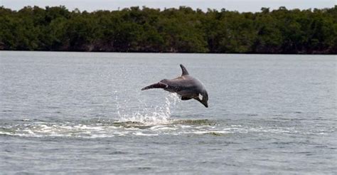 Everglades National Park Wildlife Boat Tour from $160 - Book Now on Experience Gifts
