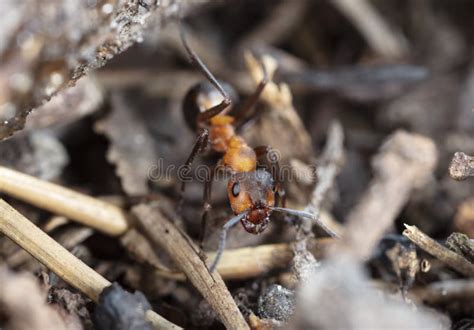 Big Red Forest Ant in Natural Habitat Stock Photo - Image of soldier, wildlife: 179532926