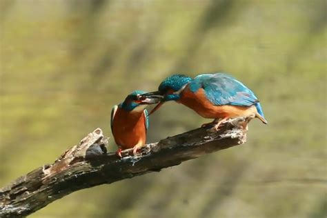 Kingfisher Symbolism: Exploring The Spiritual Meaning Of Kingfishers And Kingfisher Dream ...