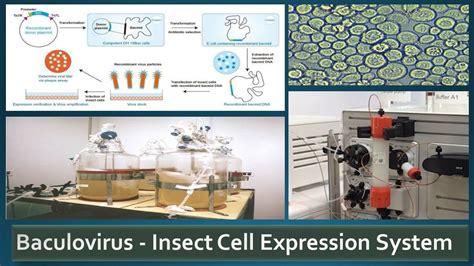 Recombinant Protein Expression in Baculovirus Insect Cell lines | Cell ...